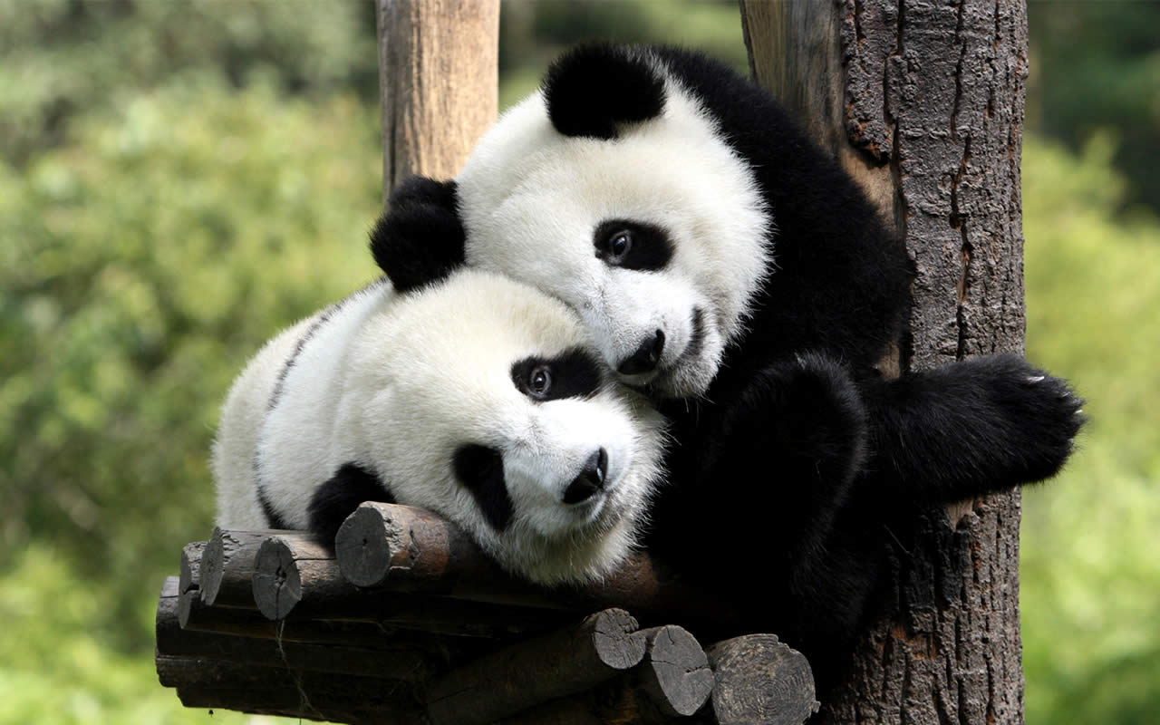 Pandas